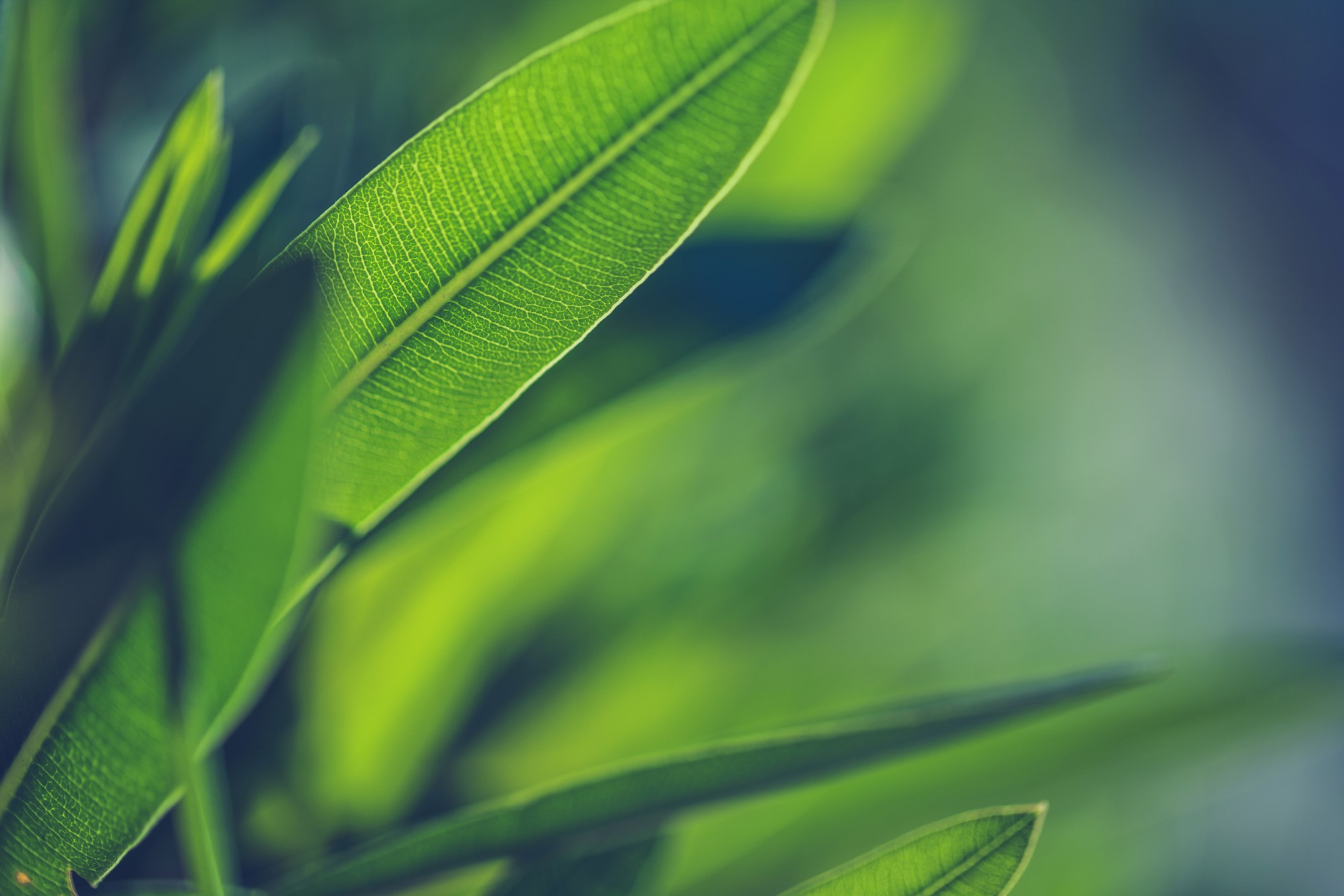 leaves